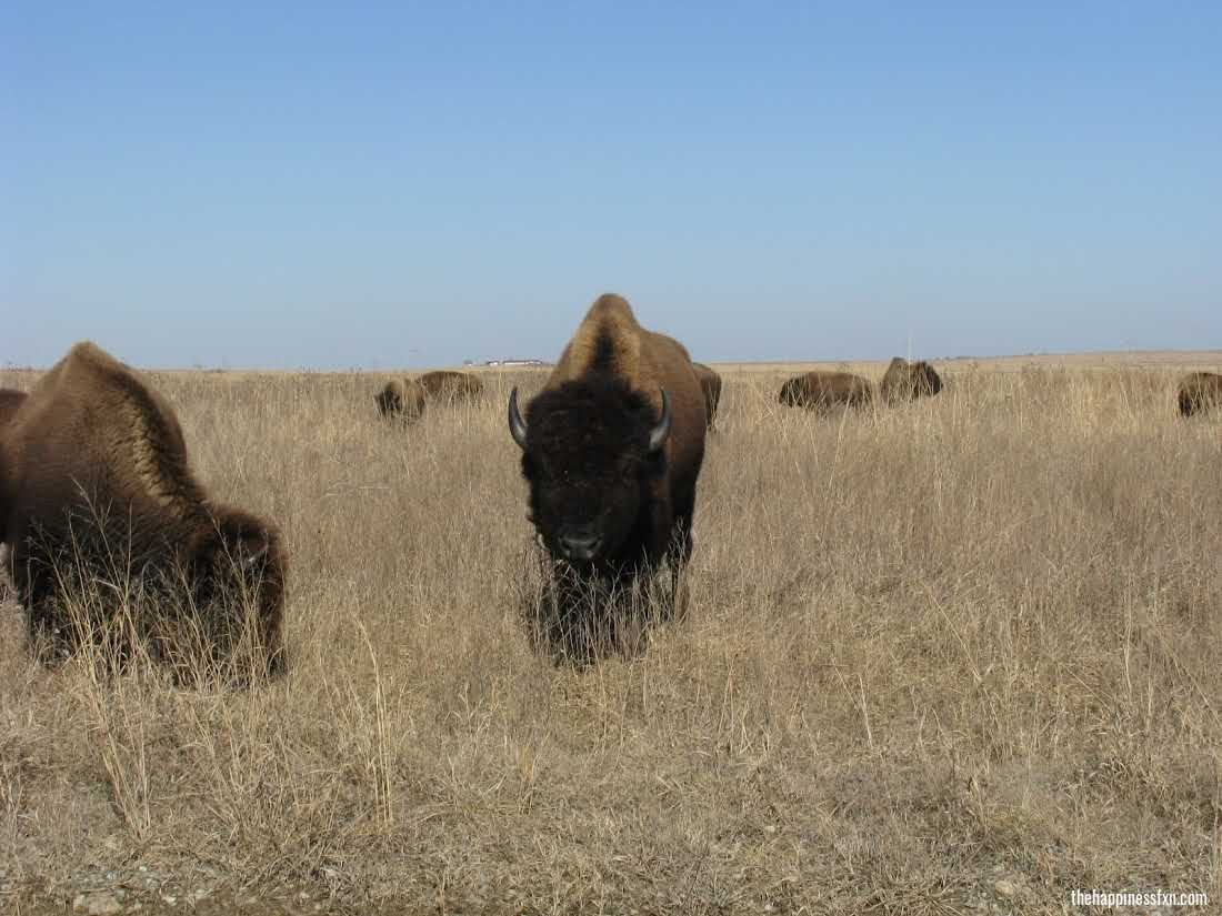 weekend-getaways-near-tulsa-tallgrass-prairie-preserve