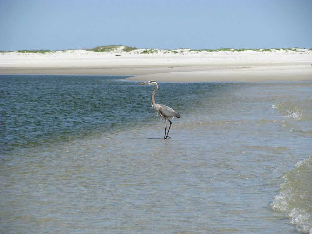 are dogs allowed on dauphin island beaches