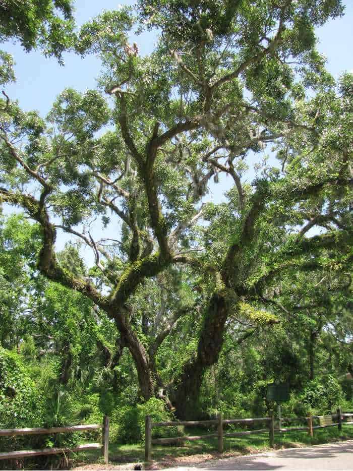 dauphin-island-goat-tree-reserve