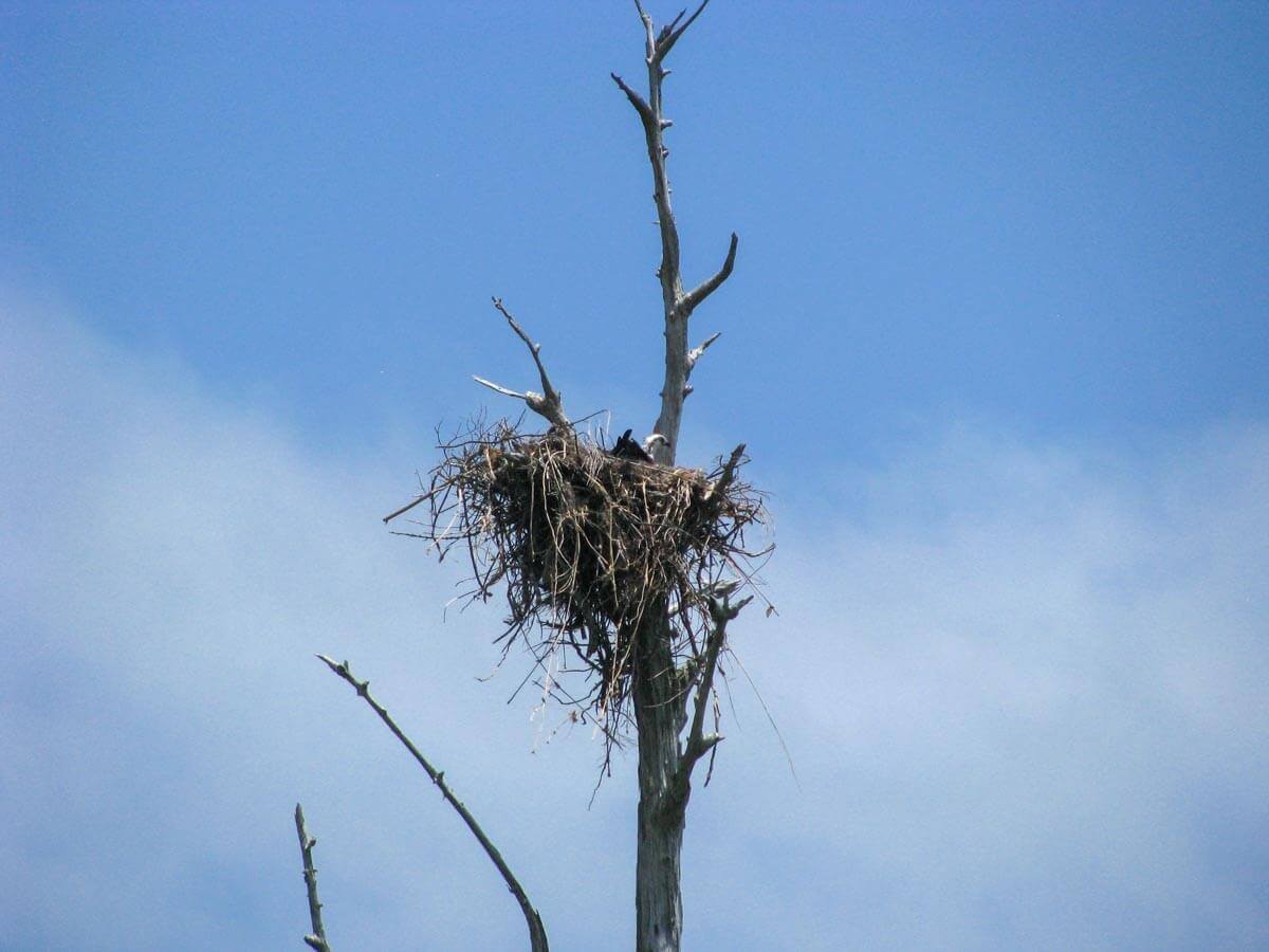 gulf-islands-national-seashore-baby-osprey
