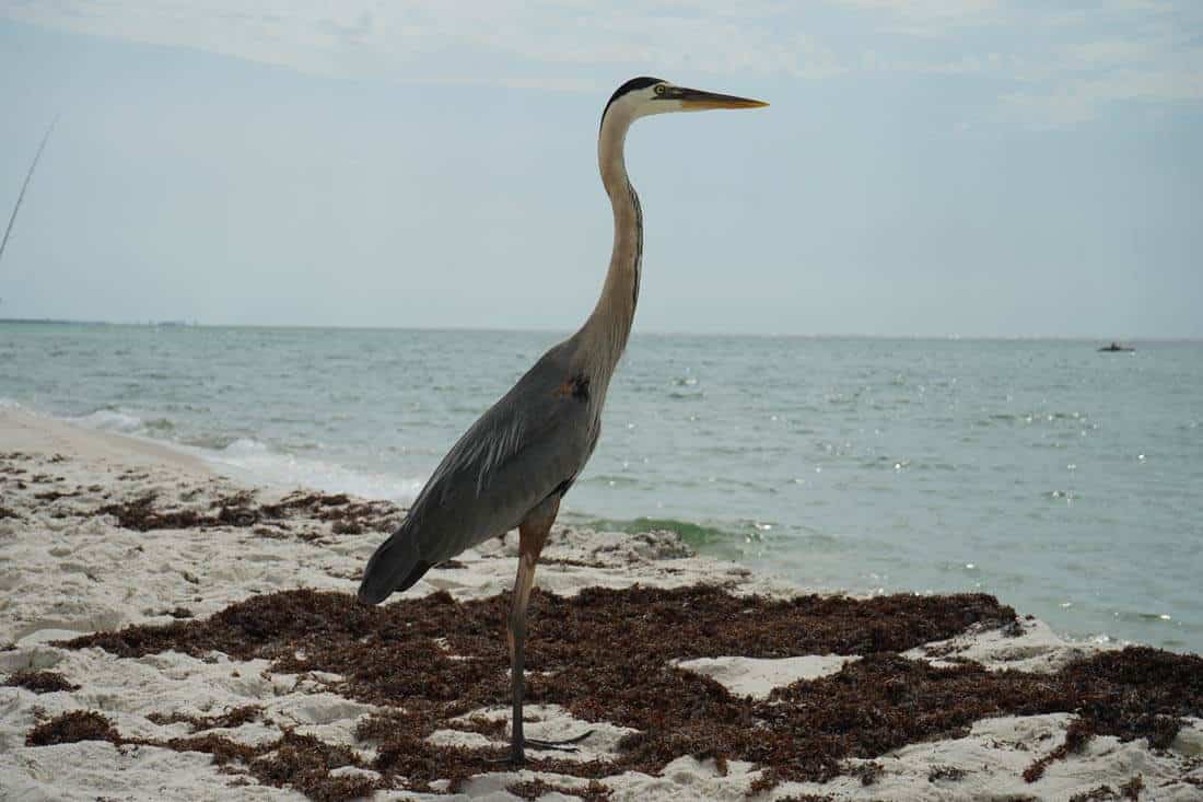 Great Blue Heron Perdido Key FL