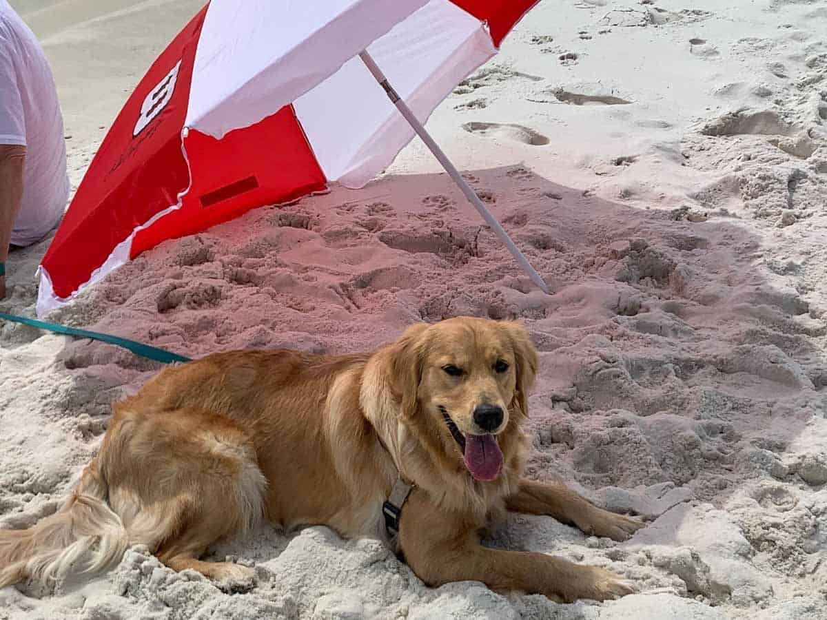 pensacola-dog-beach