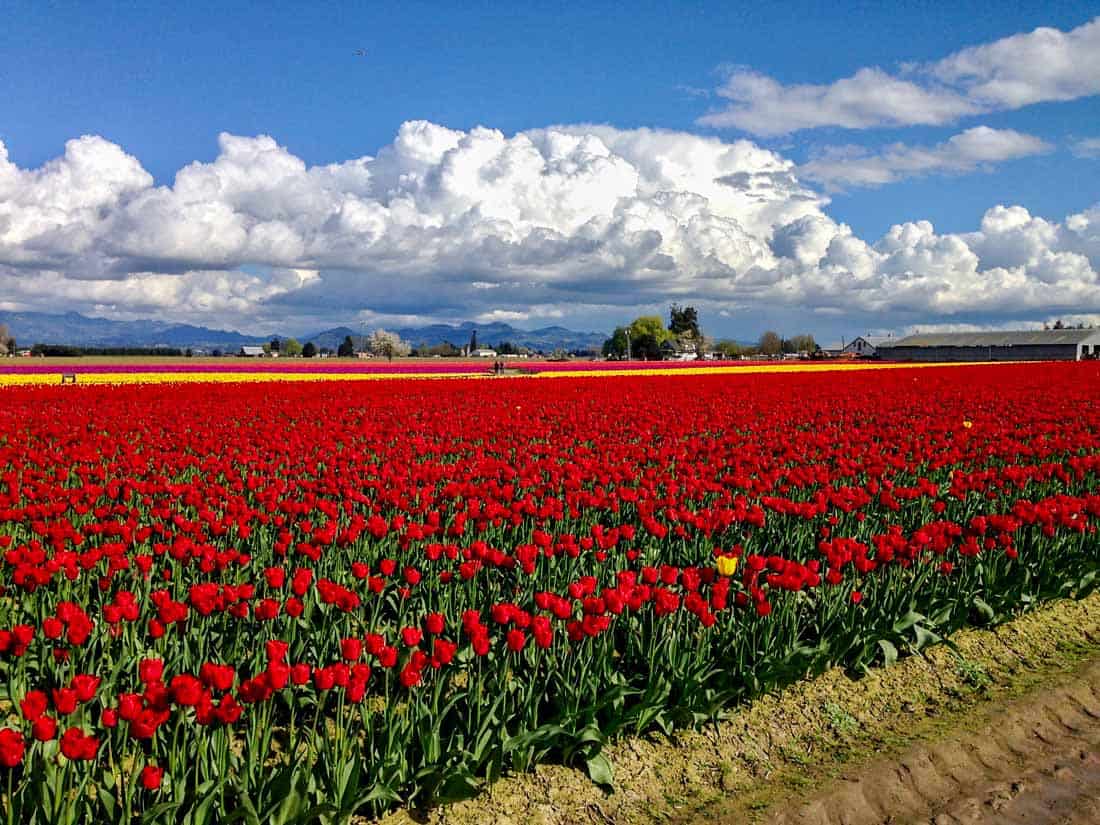 mount-vernon-washington-tulip-fields