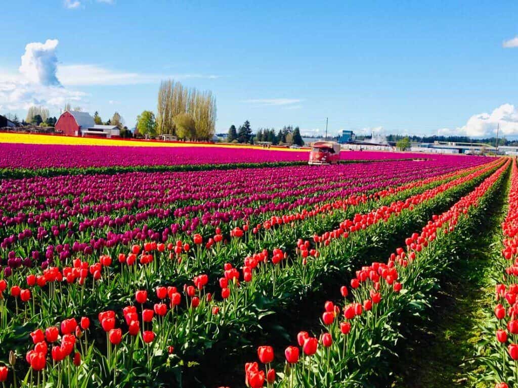 Washington State Tulip Festival 2024 - Cinda Sorcha