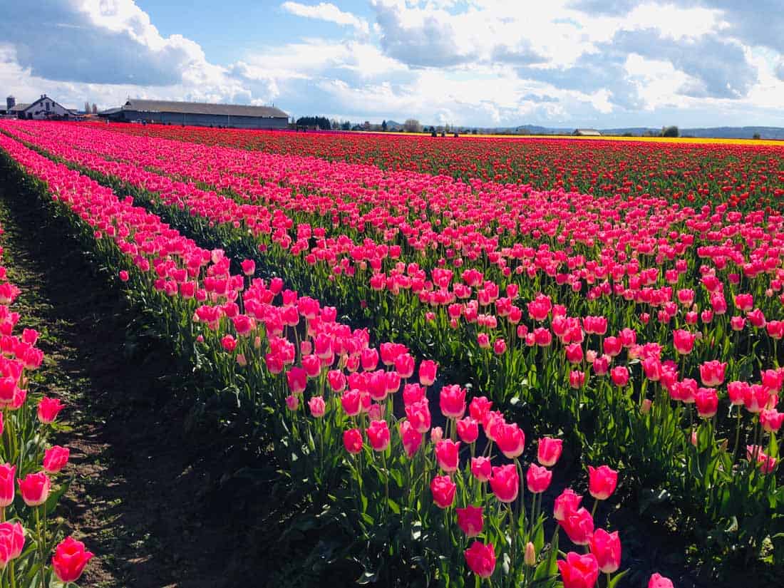 5 Best Things to Do at the Skagit Valley Tulip Festival in Washington