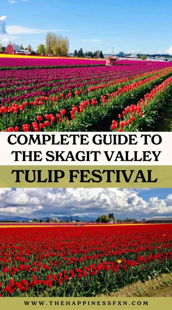 images of the tulip fields in Skagit Valley Washington
