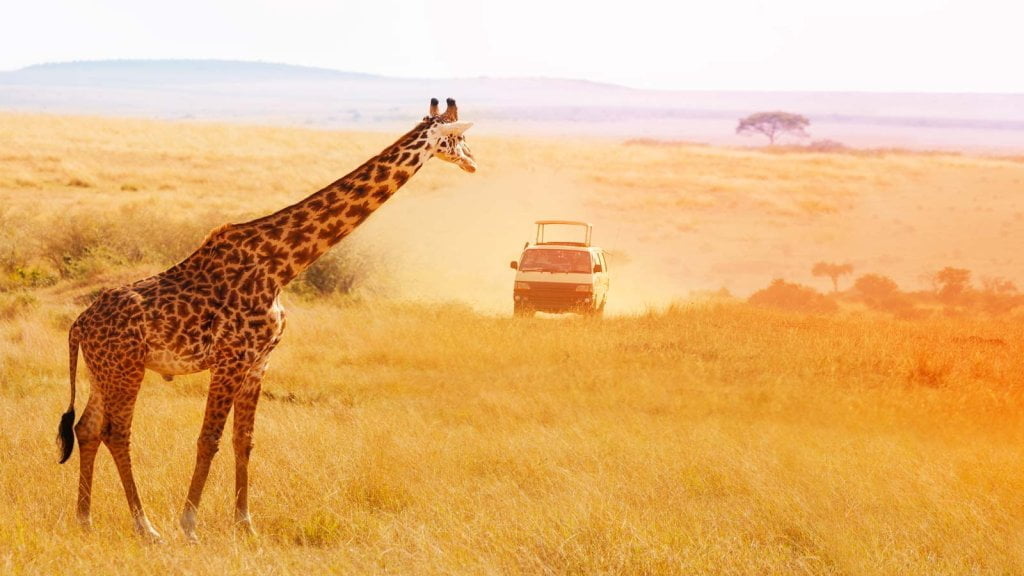 African safari travel