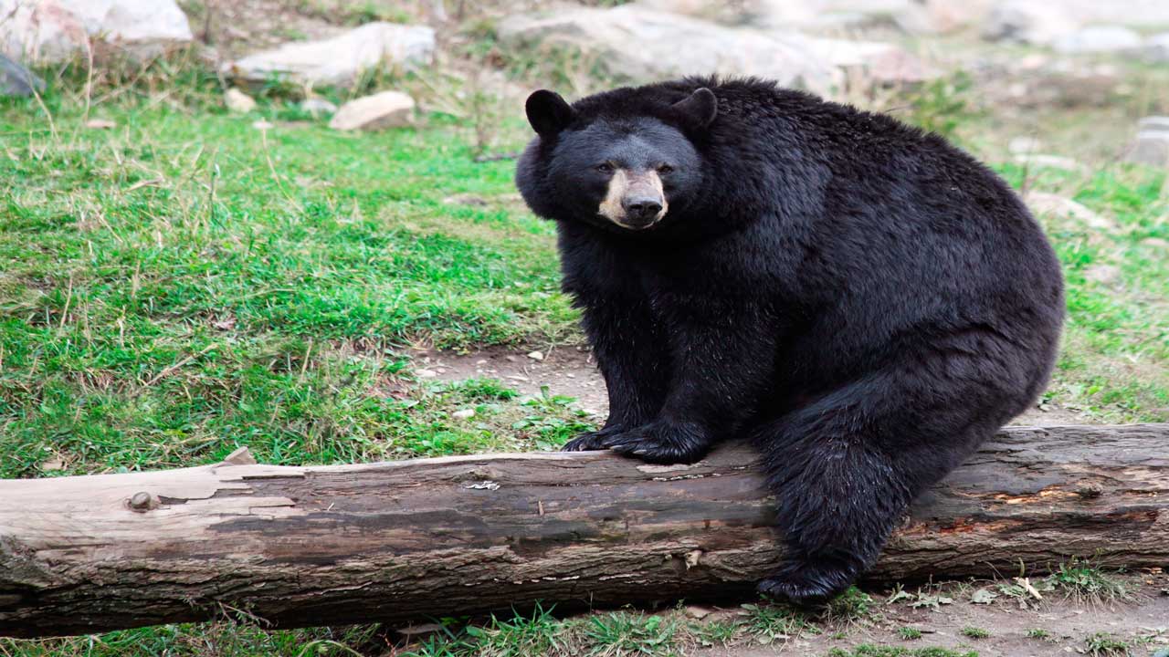 American Black Bear Sitting
