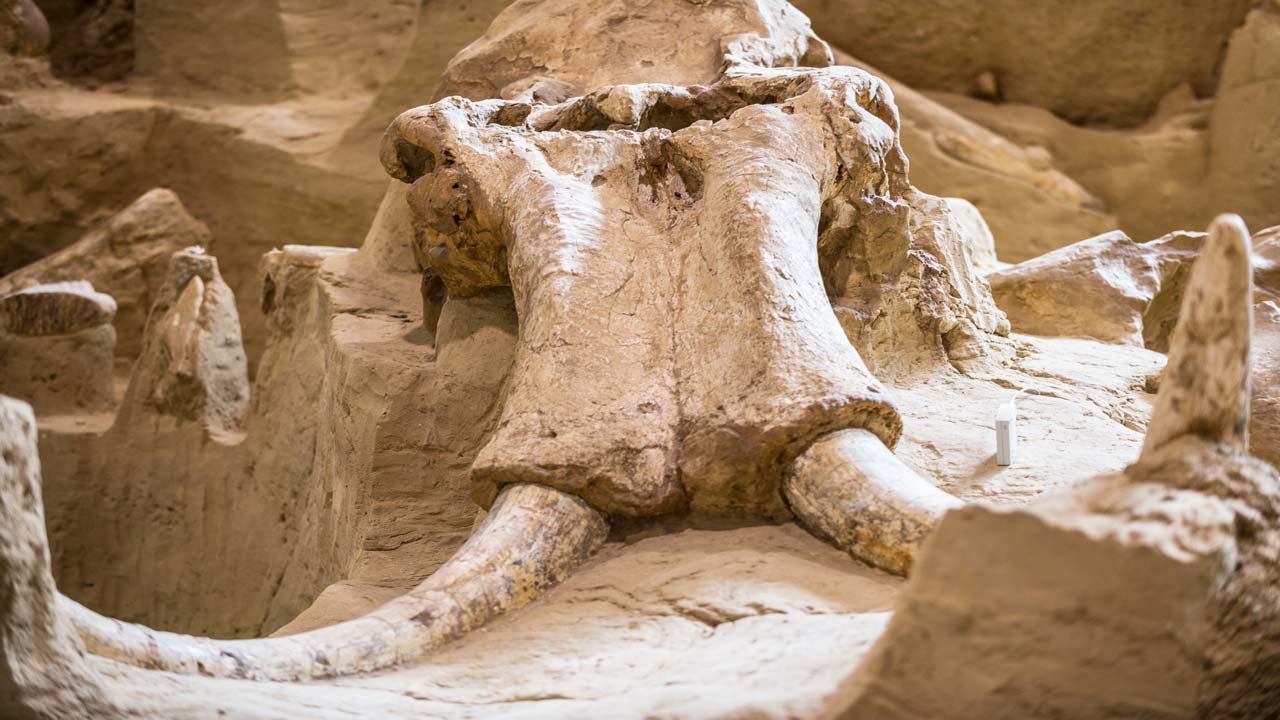 Mammoth Site Close-up.