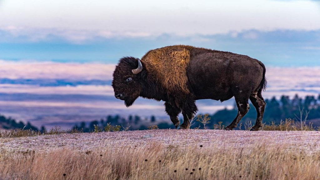 Sturdy Bison Stands in Wind Cave National Park.
