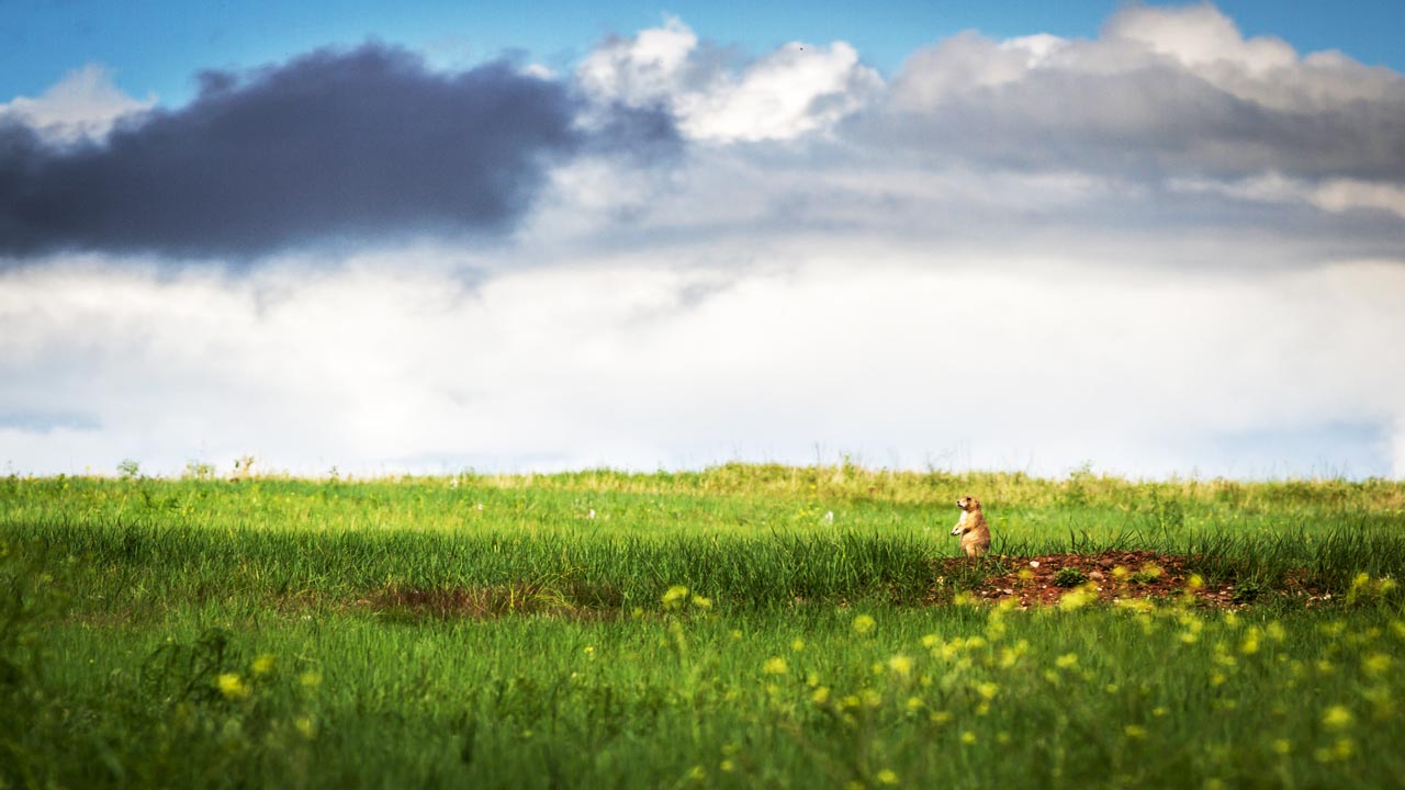 Black tailed prairie dog