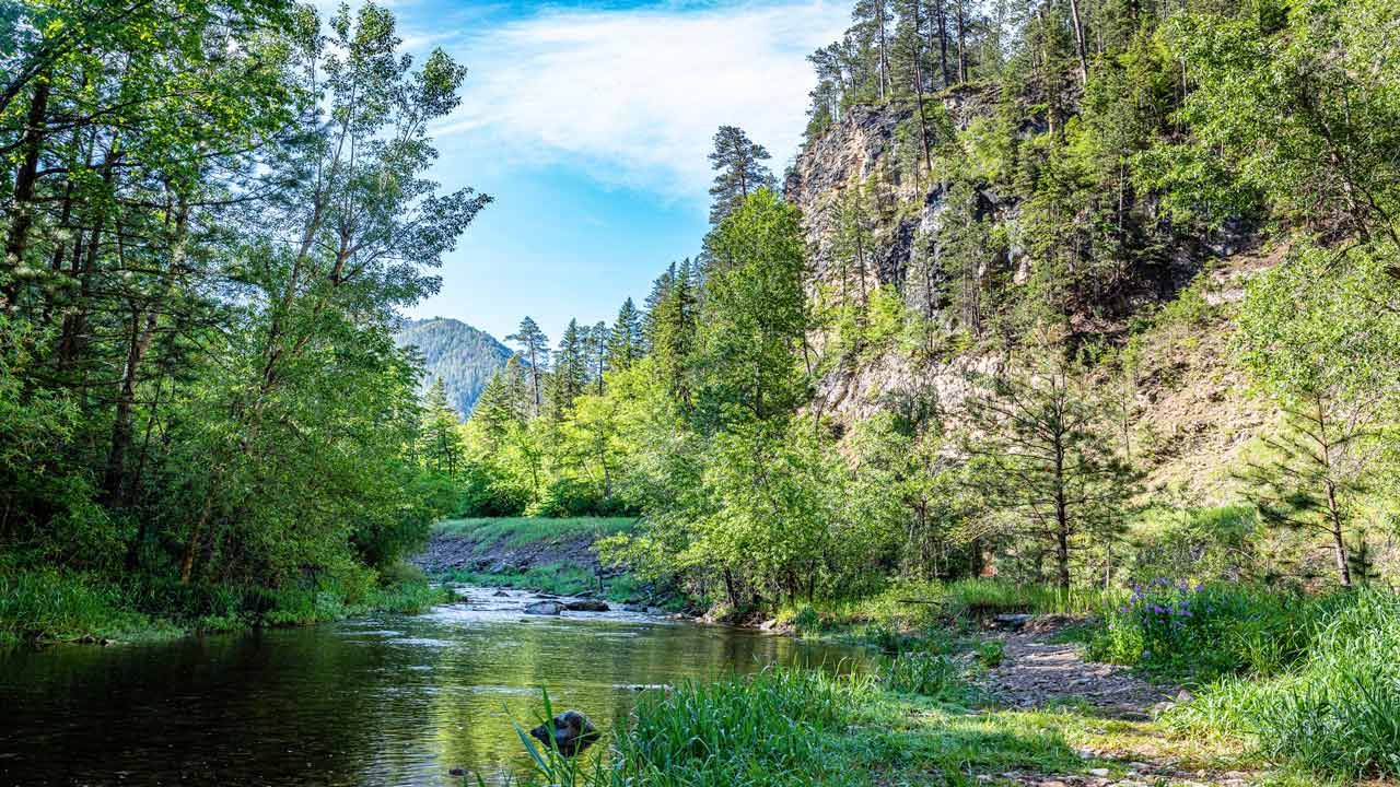 Surrounded by the Black Hills National Forest, Spearfish Creek is a fly fishing paradise and holds one of the finest populations of wild rainbow trout in the Black Hills. 