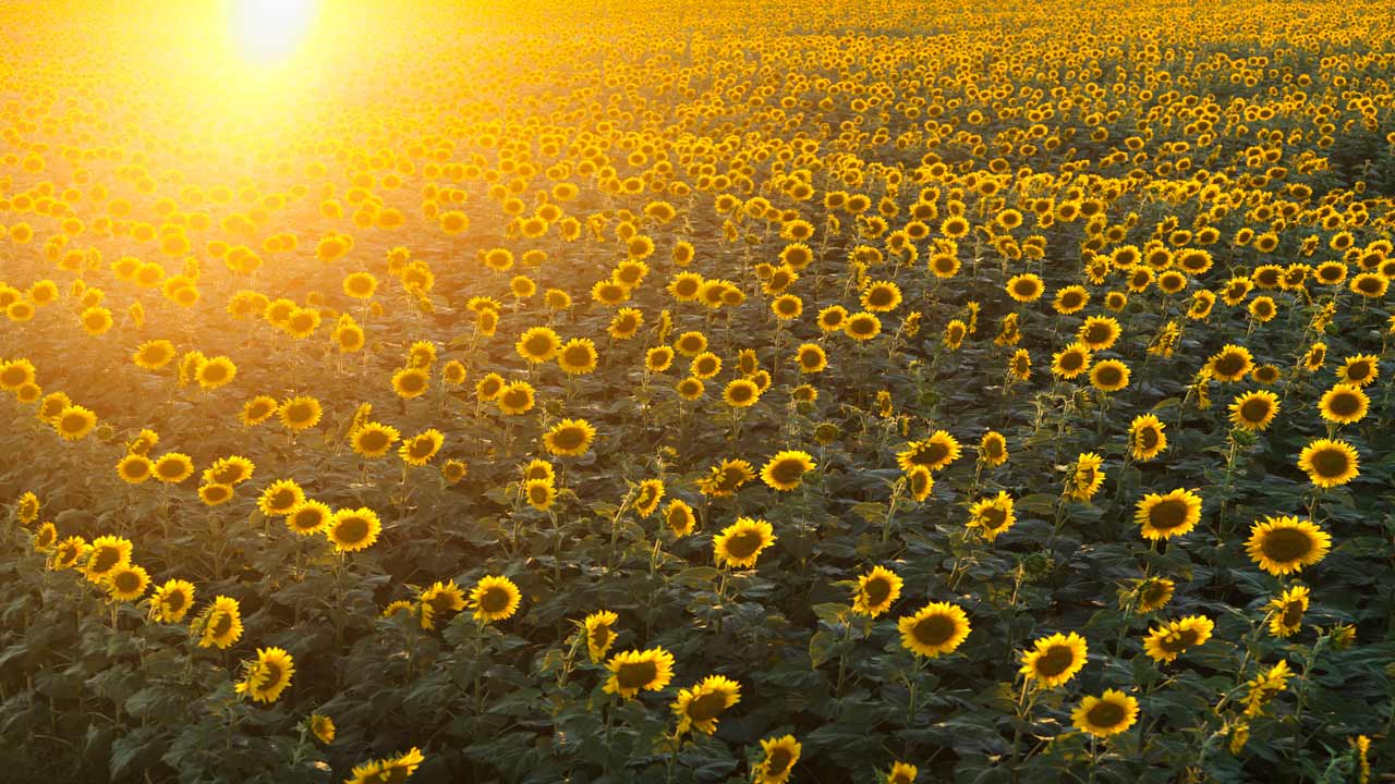 Sunflower field