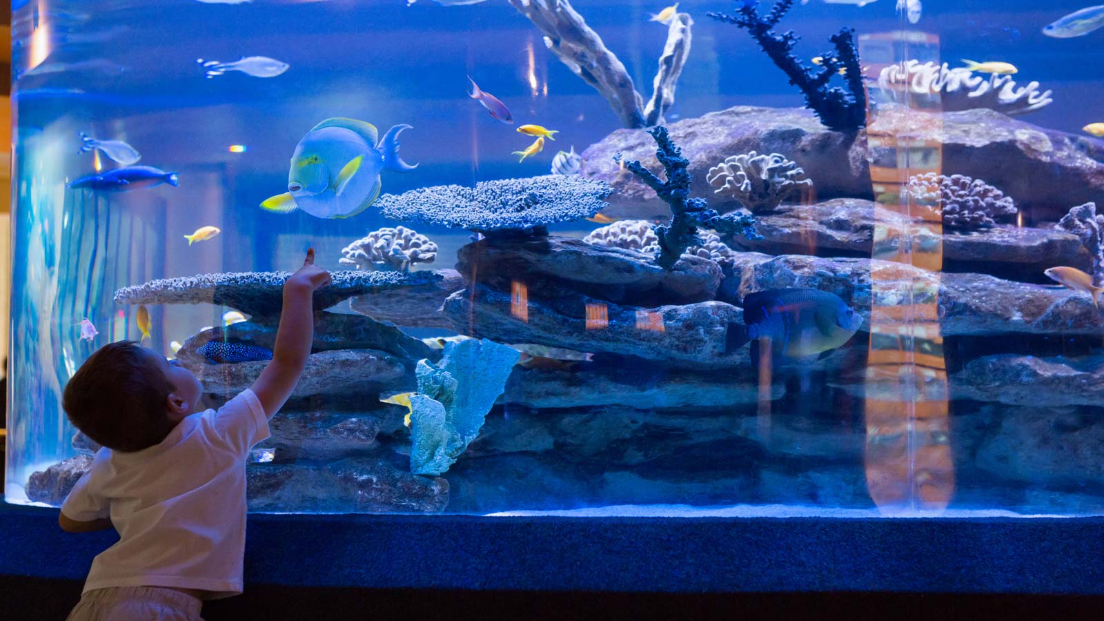 little boy aquarium