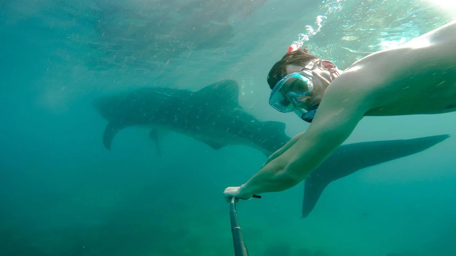 swimming whale sharks