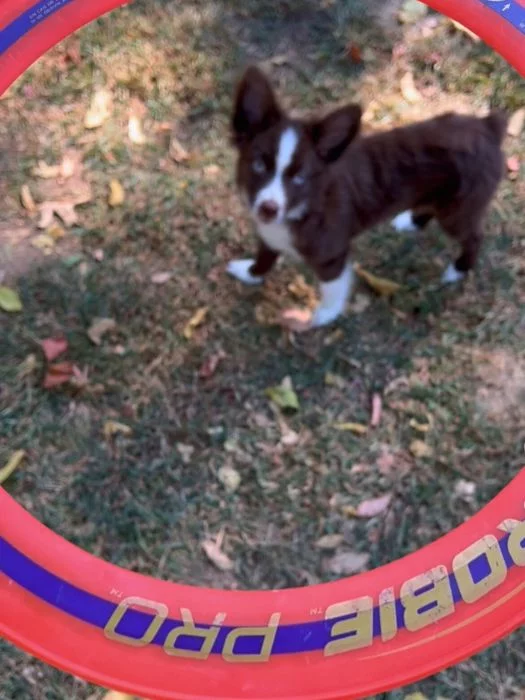 Looking through Aerobie Pro Frisbee hole with puppy in the background.