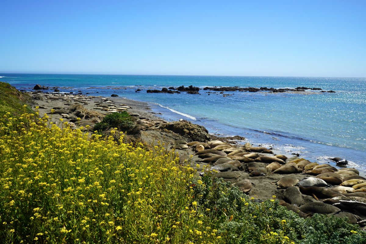 Piedras Blancas Elephant Seal Rookery.