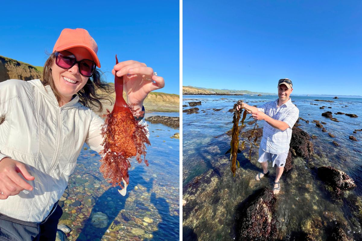 Ashlee and Pablo foraging for seaweed in California