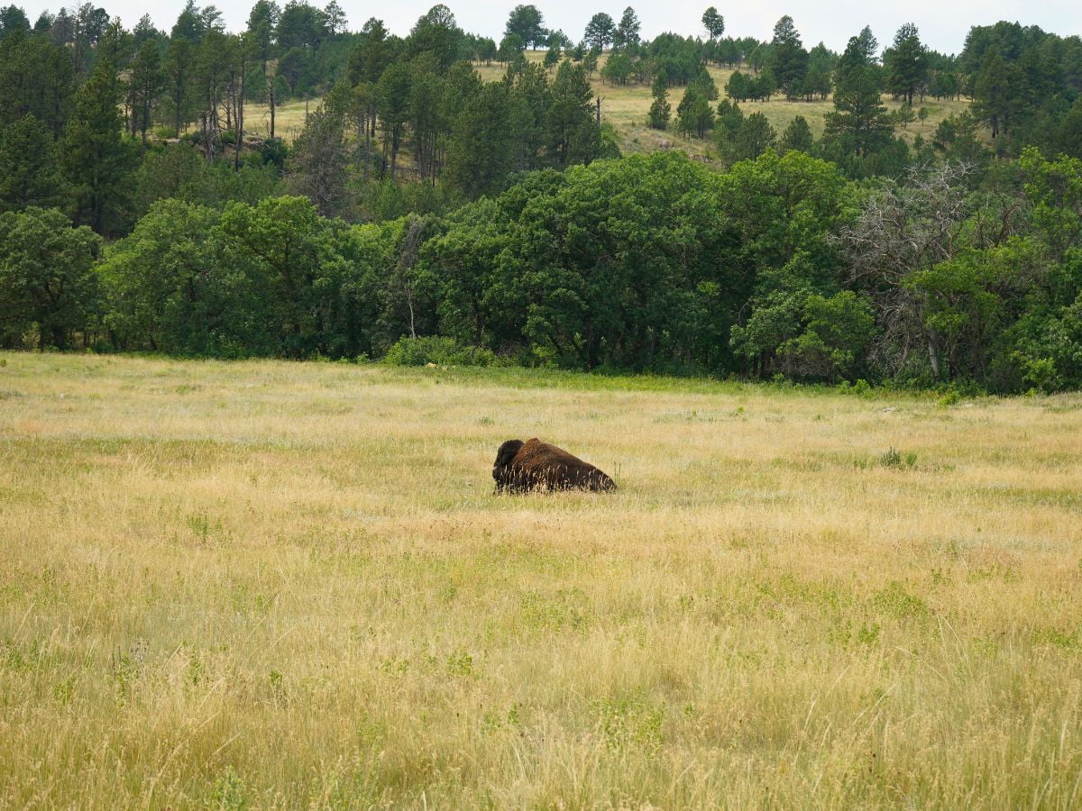 Lone bison in Custer State Park